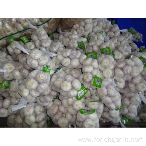 High Quality Normal White Garlic